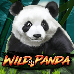 Wild Panda